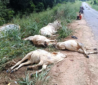 Dez animais morrem após serem atingidos por caminhão à beira de pista na Bahia