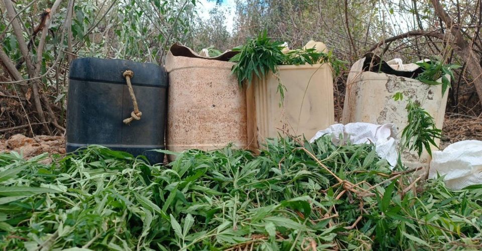 Plantação com mais de mil pés maconha é erradicada pela polícia em Xique-Xique