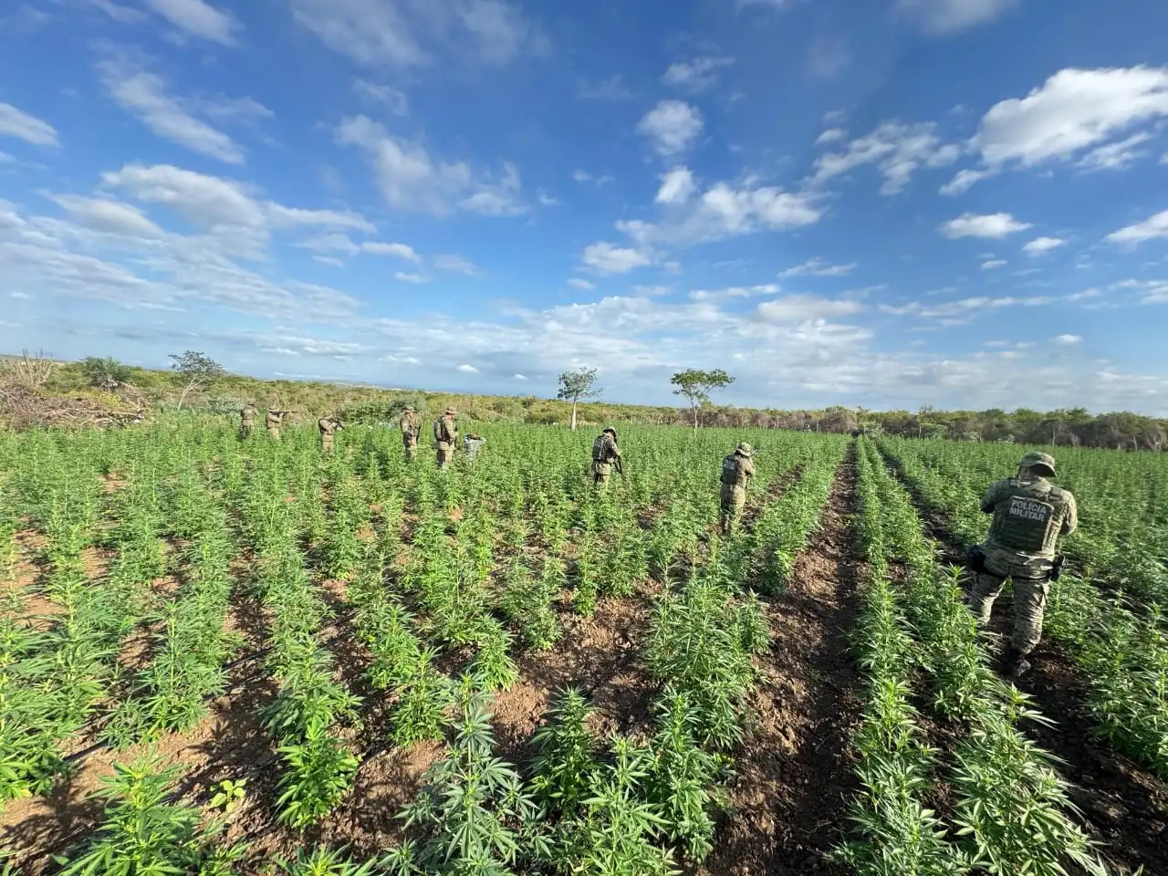 Cipe Caatinga erradica 90 mil pés de maconha durante ação integrada em Filadélfia