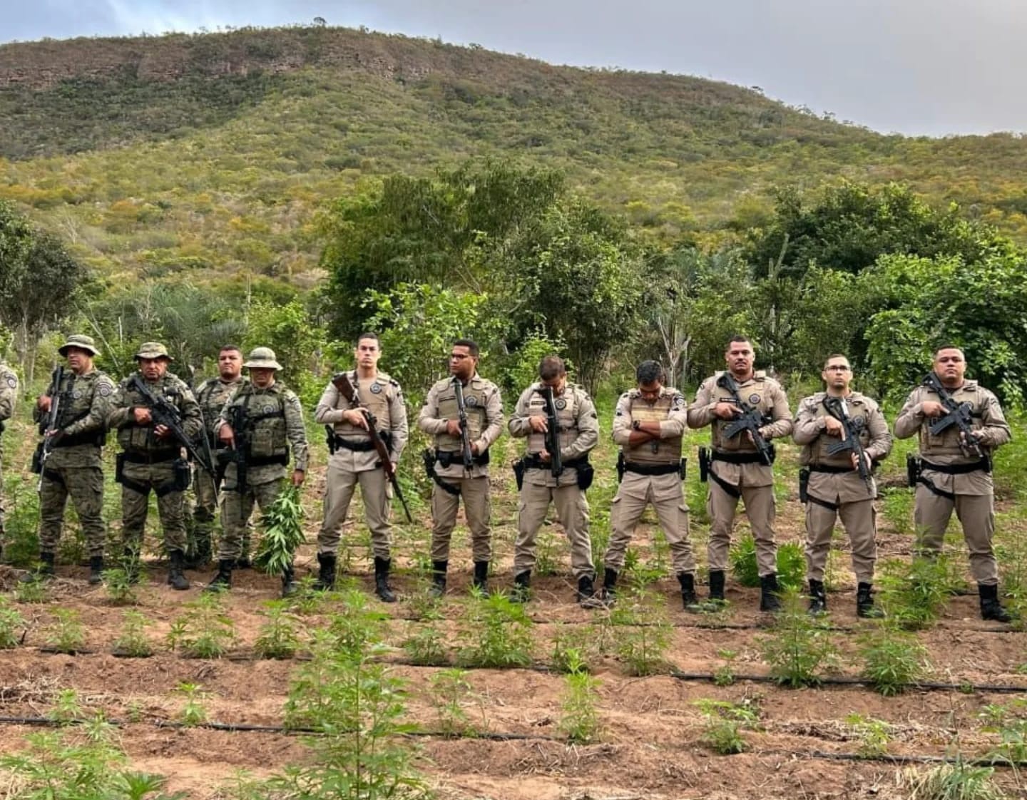 40 mil pés de maconha são destruídos em ação da Polícia Militar em Morro do Chapéu (BA)