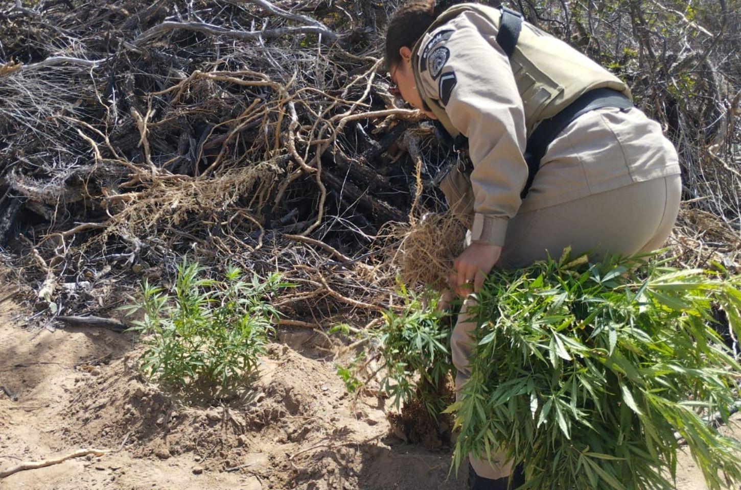 Grande plantação de maconha é descoberta e destruída pela PM na Bahia