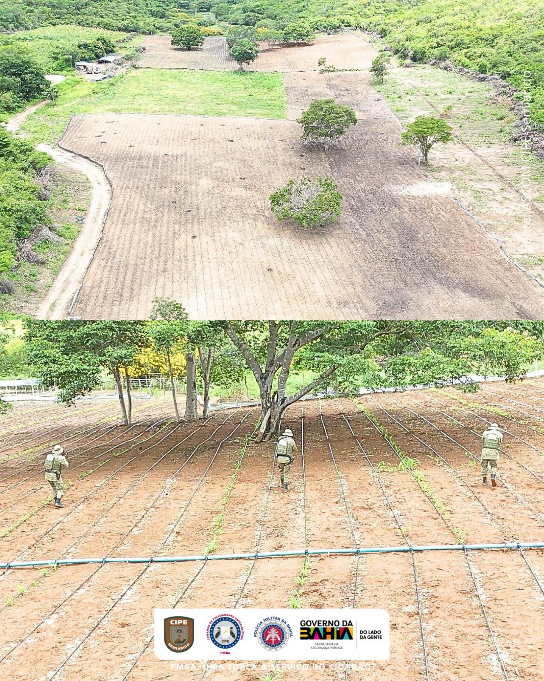 Cipe-Semiárido erradica 60 mil pés de maconha e apreende 94 Kg prontos para comercialização em Gentio do Ouro